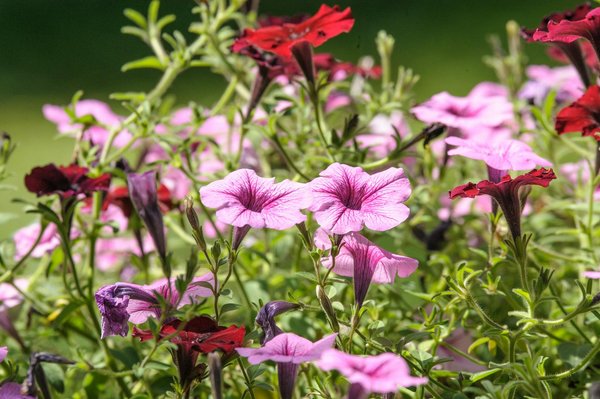 Les arbres qui boostent la valeur de votre propriété